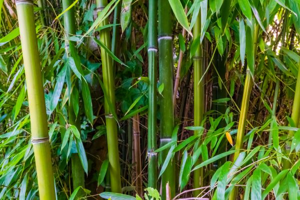 Bamboo Trimming in Pleasant Grove