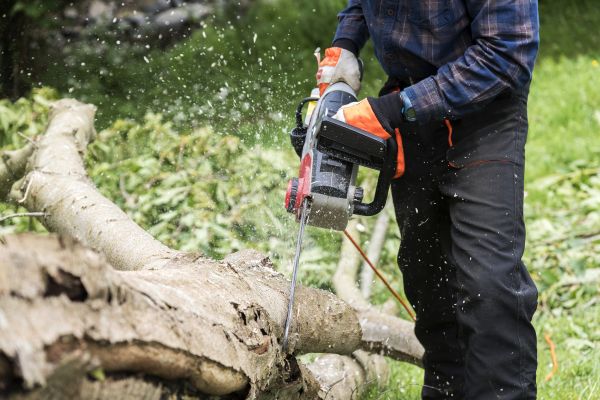 Branch Removal Service in Pleasant Grove