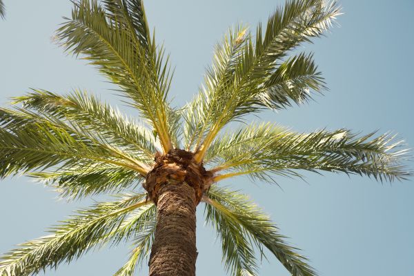 Palm Tree Pruning in Pleasant Grove
