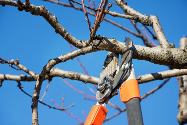 Residential Tree Service in Pleasant Grove