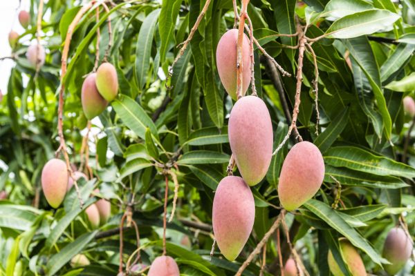 Mango Tree Trimming in Pleasant Grove