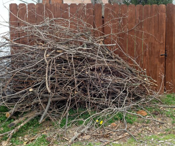 Dead Branch Removal in Pleasant Grove