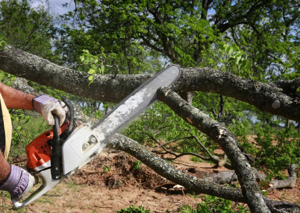 Tree Branch Cutting in Pleasant Grove