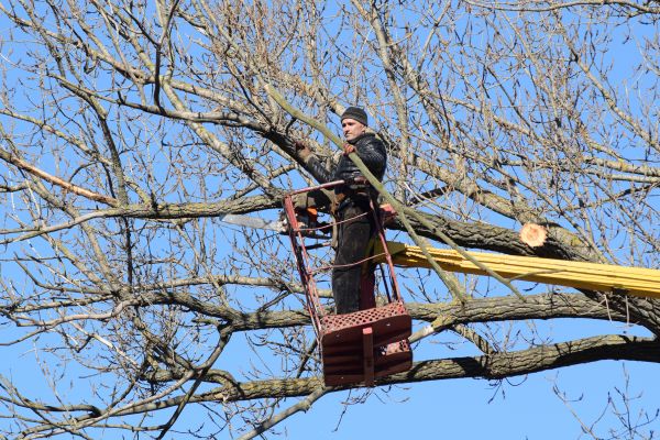 Emergency Tree Trimming in Pleasant Grove