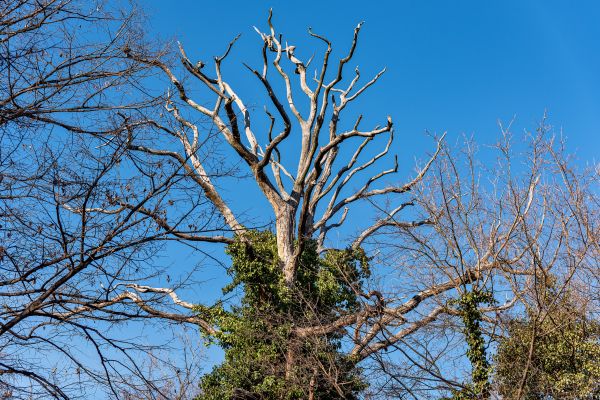 Deadwood Removal in Pleasant Grove