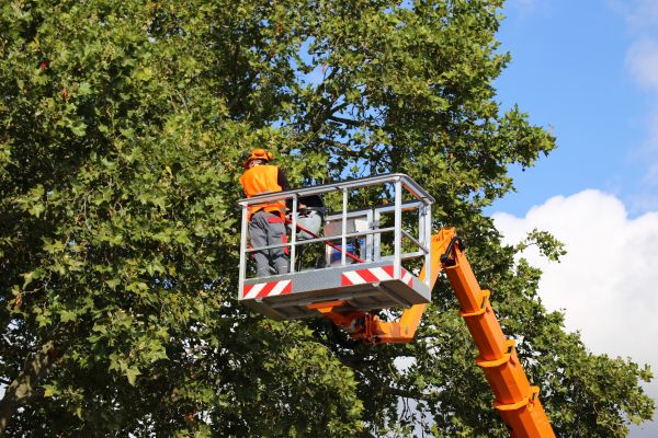 Commercial Tree Service in Pleasant Grove