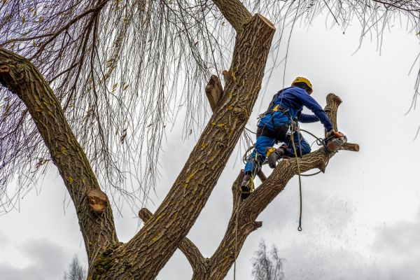 Tree Maintenance Service in Pleasant Grove