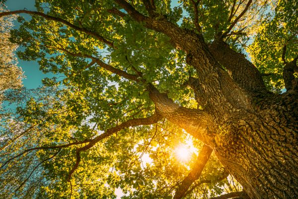 Oak Tree Pruning in Pleasant Grove