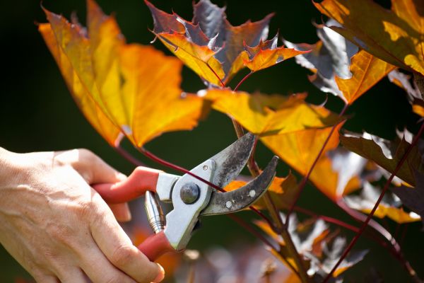 Maple Tree Pruning in Pleasant Grove