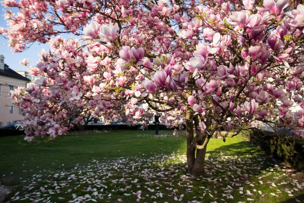 Magnolia Tree Pruning in Pleasant Grove