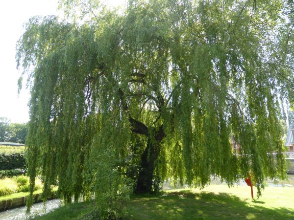 Willow Tree Trimming in Pleasant Grove