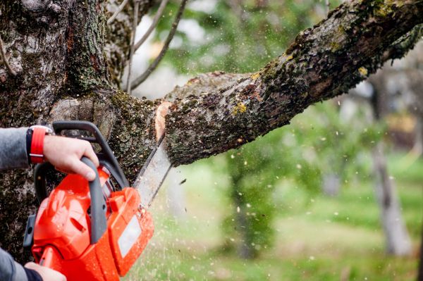 Tree Limbs Removal in Pleasant Grove