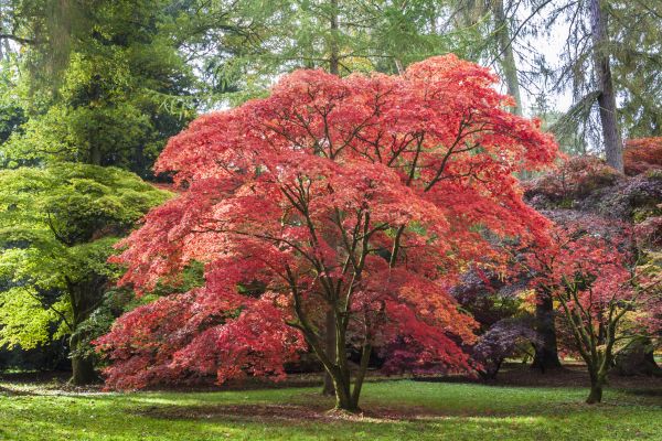 Japanese Maple Pruning in Pleasant Grove