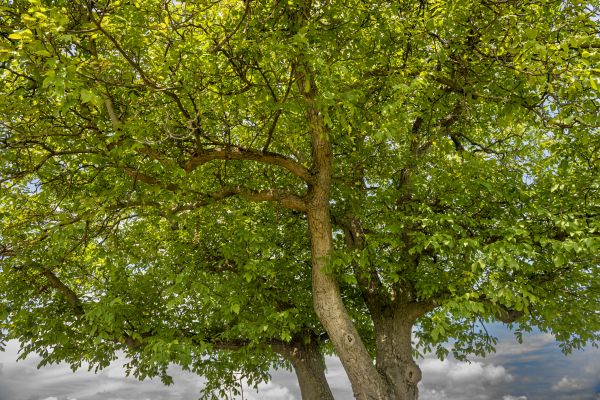 Walnut Tree Trimming in Pleasant Grove