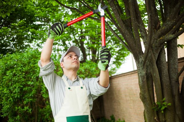 Tree Limb Pruning in Pleasant Grove