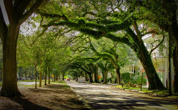 Tree Canopy Thinning in Pleasant Grove