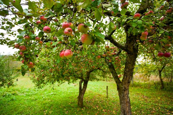 Apple Tree Pruning in Pleasant Grove