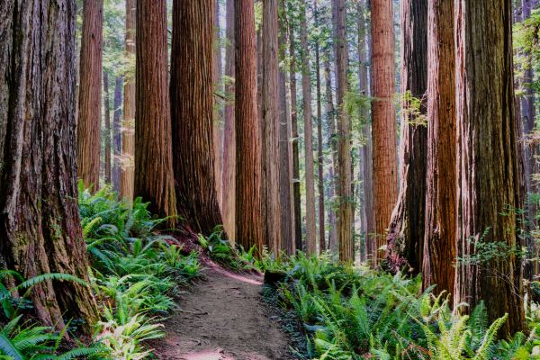 Redwood Tree Trimming in Pleasant Grove