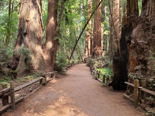 Redwood Tree Pruning in Pleasant Grove