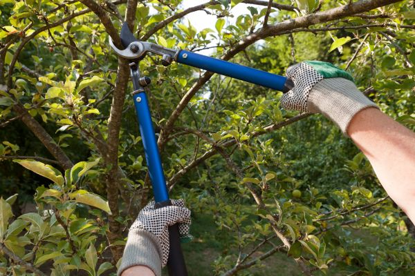 Residential Tree Pruning in Pleasant Grove