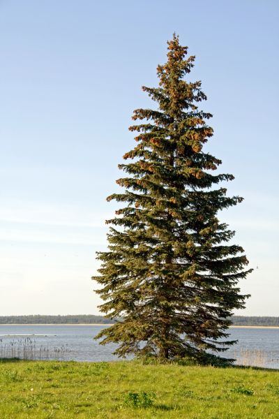Spruce Tree Pruning in Pleasant Grove