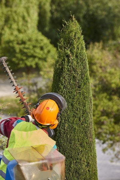 Cypress Tree Trimming in Pleasant Grove