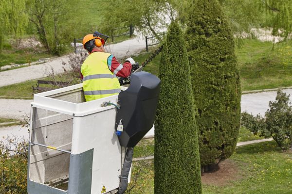 Cypress Tree Pruning in Pleasant Grove