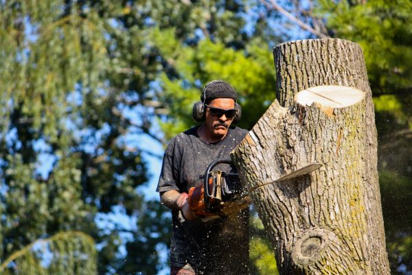 Ash Tree Pruning in Pleasant Grove