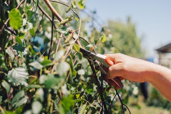 Birch Tree Pruning in Pleasant Grove