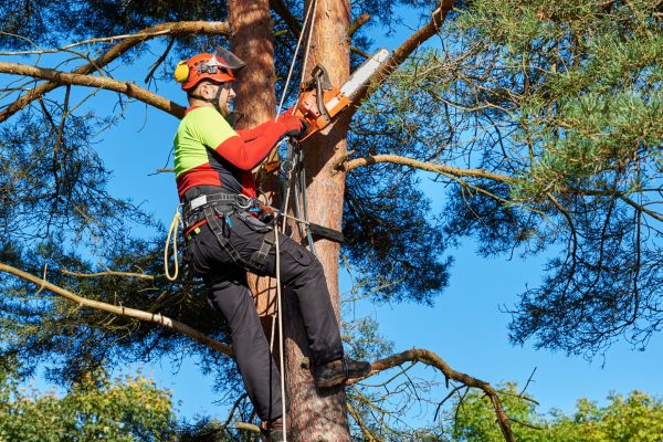 Canopy Pruning in Pleasant Grove