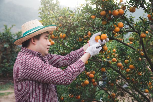 Orange Tree Pruning in Pleasant Grove