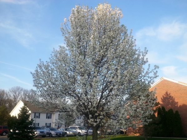 Bradford Pear Tree Pruning in Pleasant Grove