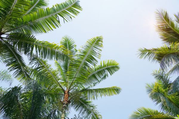 Queen Palm Tree Trimming in Pleasant Grove