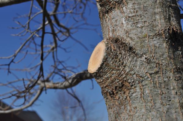 Limb Pruning in Pleasant Grove