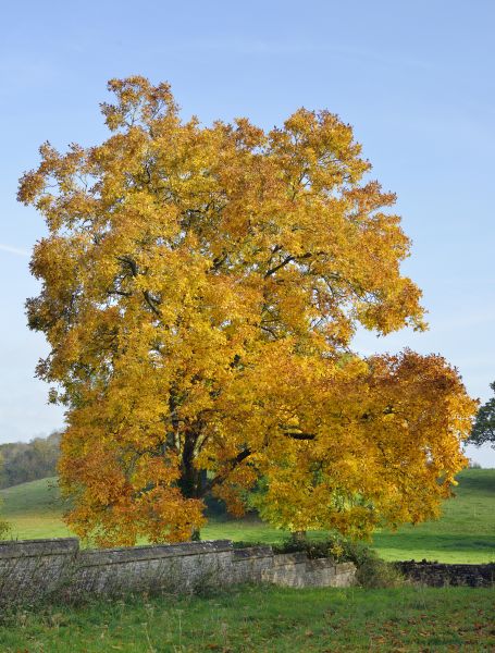 Hickory Tree Trimming in Pleasant Grove