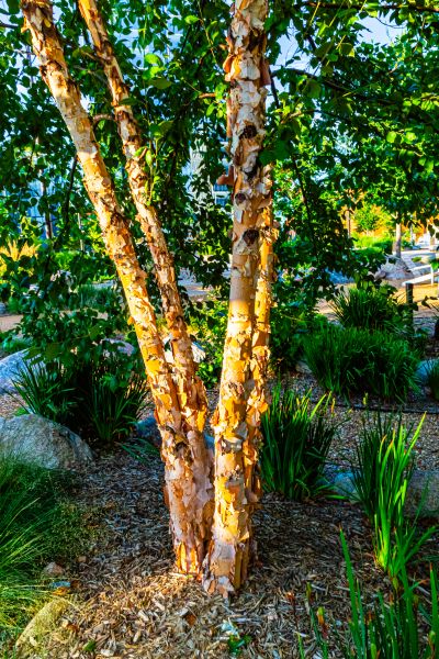 River Birch Trimming in Pleasant Grove