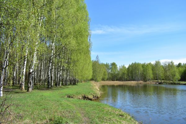 River Birch Pruning in Pleasant Grove