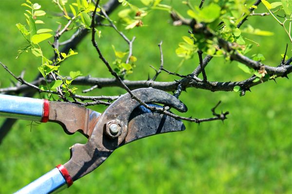 Branches Pruning in Pleasant Grove