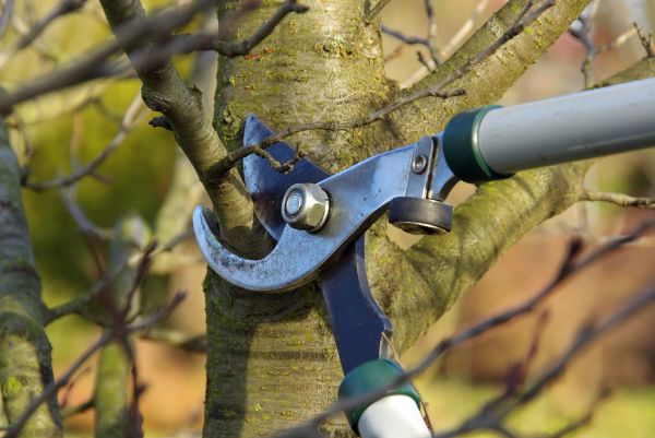 Tree Limb Trimming Service in Pleasant Grove