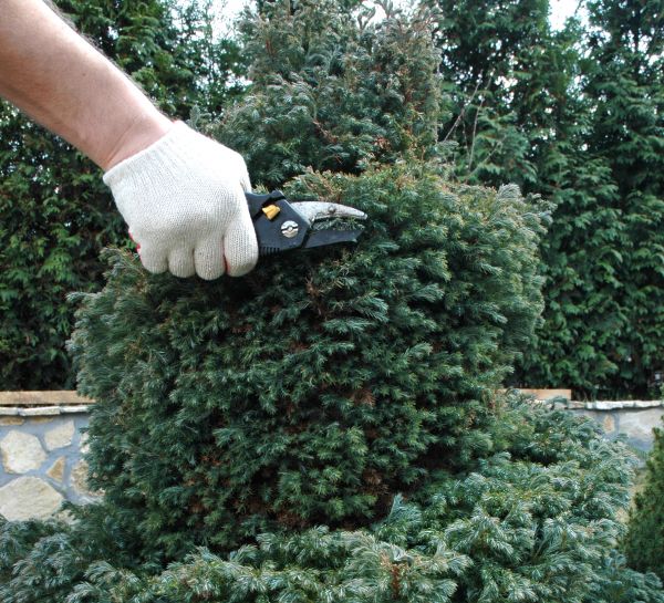 Ornamental Tree Trimming in Pleasant Grove