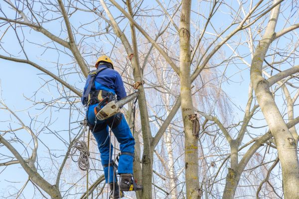 Large Tree Trimming in Pleasant Grove