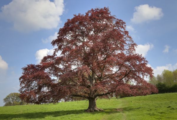 Beech Tree Pruning in Pleasant Grove