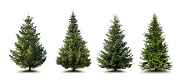 Cost of Pine Tree Trimming in Pleasant Grove