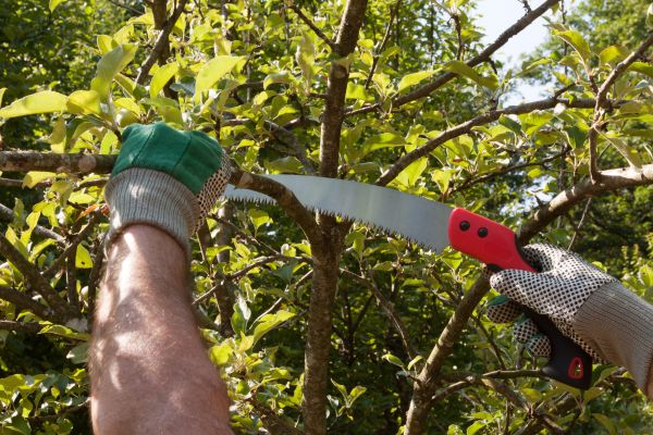 Apple Tree Trimming in Pleasant Grove