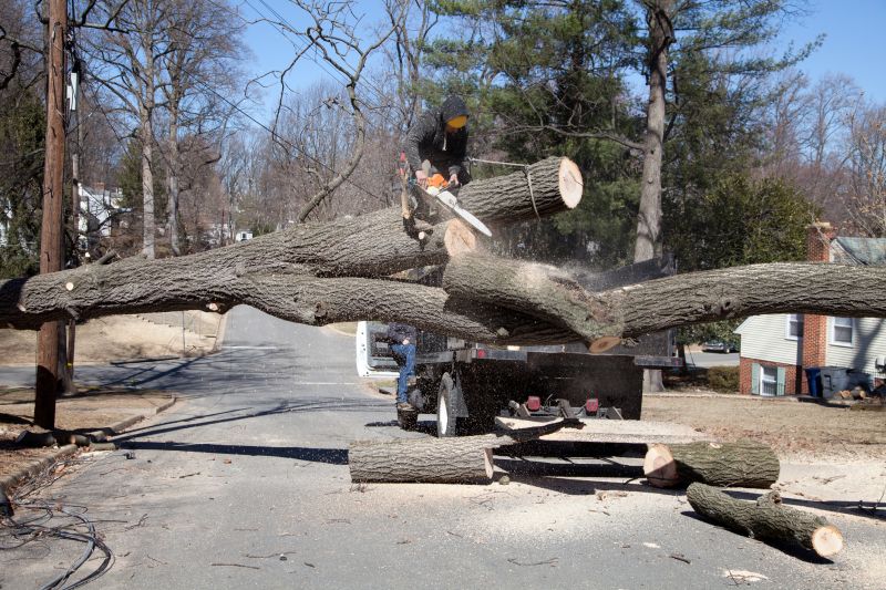 Tree Removal Planning