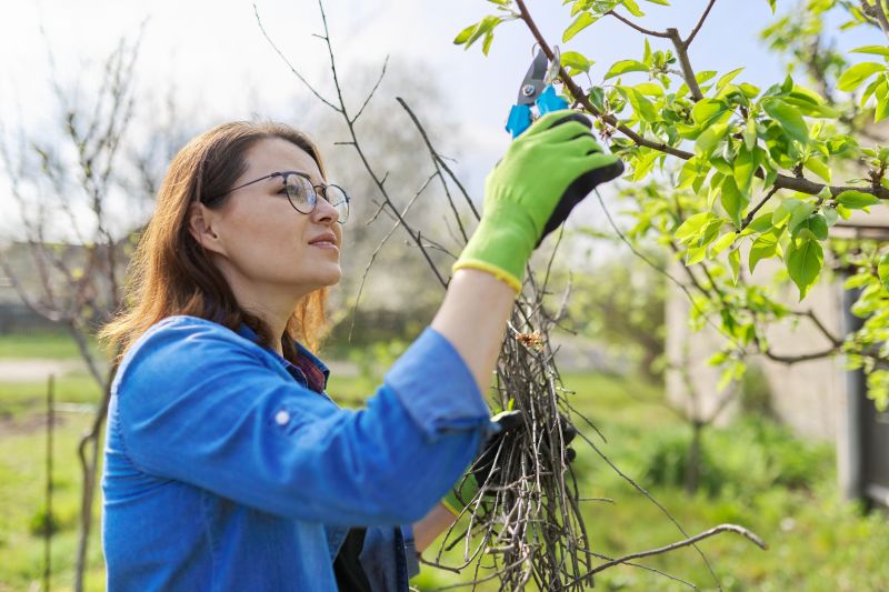 Orchard Tree Pruning