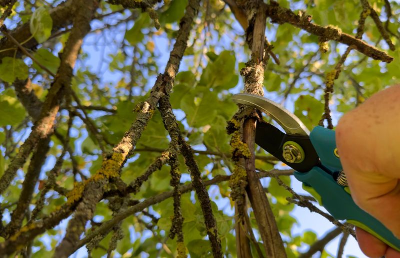 Orchard Tree Pruning