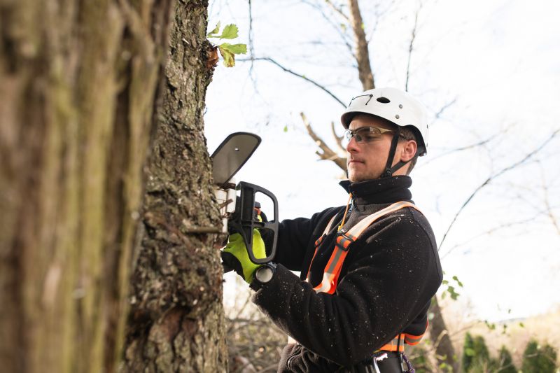 Safety Tree Trimming