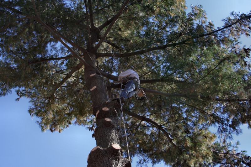 Arborist Services